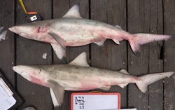 Spesies Hiu Langka Ditemukan di Pasar Ikan Yemen dan Kuwait