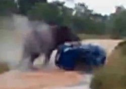 Gajah Ngamuk di Taman Nasional, VW Golf Digulingkan