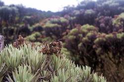 Pengobat Rindu itu Bernama Lembah Kasih Mandalawangi