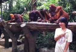 Cara Baru Menikmati Singapura, Sarapan Bareng Orangutan