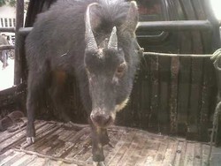 Kambing Gunung Langka yang Ditangkap di Sinabung Akhirnya Mati