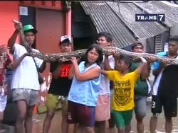 Warga Tangkap Ular Piton Sepanjang 5 Meter Saat Banjir