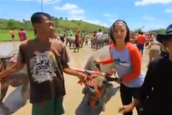 Kerbau-Kerbau Cantik di Sumbawa