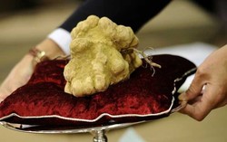 Ini Dia 10 Makanan Termahal di Dunia yang Berharga Lebih dari 50 Juta Rupiah! (2)