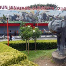 Walikota Risma Siap Laporkan Konflik KBS ke KPK