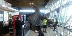Gempa 6,3 SR, Burung Elang Trilogi Hobbit di Bandara Wellington Terlepas