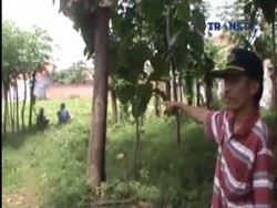 Gadis Remaja Diculik dan Diperkosa Kolor Ijo di Areal Pesawahan