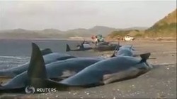 40 Paus Pilot Terdampar