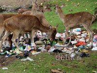 Rusa dan Monyet Berebut Sampah di Pangandaran
