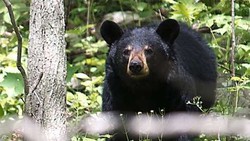 Beruang Madu Mati Terkena Jerat Babi Hutan