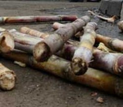 Tingkat Produksi Gula di Indonesia Masih Rendah