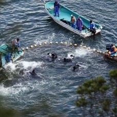 Via Twitter, Dubes AS Ungkap Kesedihan akan Perburuan Lumba-lumba di Jepang