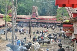 Adu Kerbau & Kopi Legit, Hanya di Toraja!