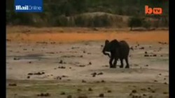 Singa Terkam Gajah Terekam Kamera