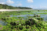 Cantiknya Taman Nasional Alas Purwo di Banyuwangi