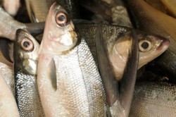 Gurih Enak Ikan Bandeng, Hantaran dan Sajian Wajib Imlek