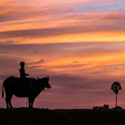 Kesabaran Menjepret Siluet 