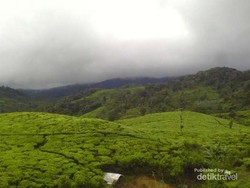 Kebun Teh Tersembunyi di Bandung Selatan