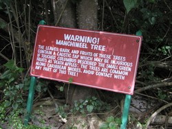 Hati-hati! Ini Pohon Paling Berbahaya di Dunia