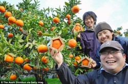 Jeruk Berbentuk Segi Lima Ini Khusus Dibuat untuk Pelajar yang Akan Ujian