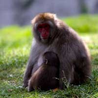 Penggembok Brankas KBS Kedua Mengaku, Gembok Ketiga Milik Siapa?