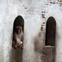 Tak Gentar Dilaporkan ke KPK, Eks Ketua TPS KBS: Biar Risma Puas!