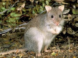 Lupakan Kanguru! Ini 6 Hewan Australia yang Tak Satu Pun Turis Tahu