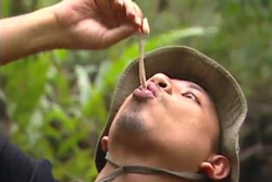 Tambelo, Makanan Ekstrem dari Papua