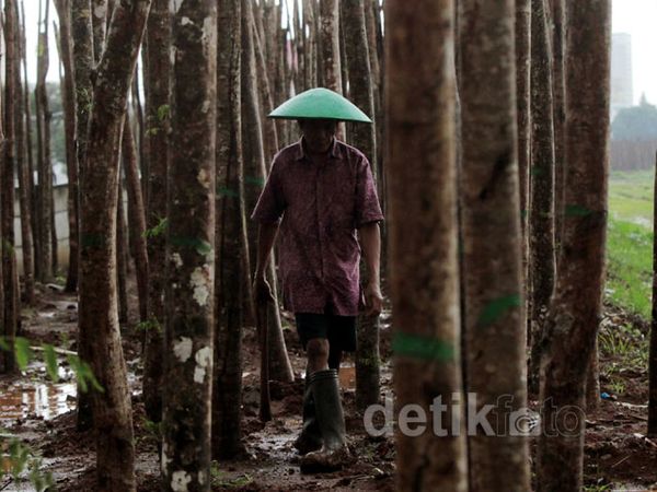 Ribuan Pohon Hiasi Waduk Ria Rio