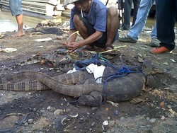 Pria Ini Arungi Ciliwung dan Terjang Banjir Demi Tangkap Biawak