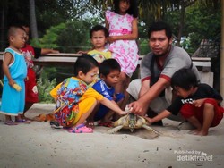 Yuk! Peduli Alam dengan Ikut Pelepasan Penyu Sisik