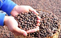 Ini Dia 10 Kopi Mahal di Dunia, Harganya Capai Rp 4 Juta per Kilogram! (1)