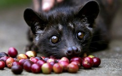 Ini Dia 10 Kopi Mahal di Dunia, Harganya Capai Rp 4 Juta per Kilogram! (2)