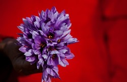 Biji Wijen dan Wasabi Tumbuh dengan Cara Unik untuk Hasilkan Biji dan Umbi (2)