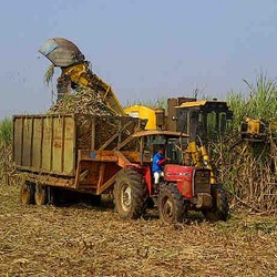  BUMN Gula Ini Siap Ganti Tenaga Manusia dengan Mesin Pemotong Tebu