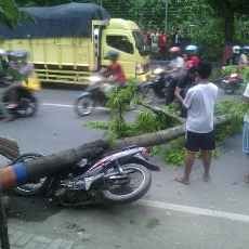 Angin Kencang Tumbangkan Pohon, Seorang Pengendara Luka