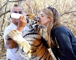 Hiii.. Cara Delevingne Berani Cium Harimau 