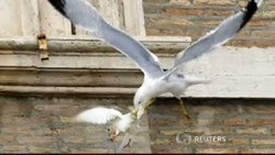 Baru Dilepas Sri Paus, Merpati Perdamaian Disambar Camar Liar