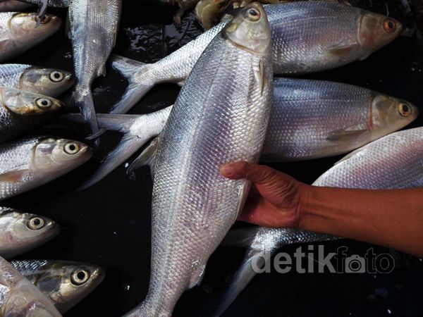 Jelang Imlek Ikan Bandeng Mulai Diburu Warga