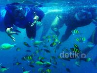 Melihat Keindahan Bawah Laut Pulau Pari
