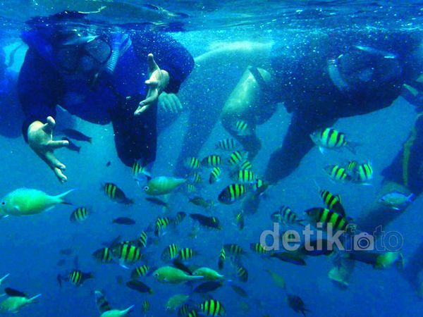 Melihat Keindahan Bawah Laut Pulau Pari