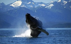 Hidangan Ikan Paus Dilarang di Berlins Internation Green Week