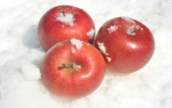 Buah dan Sayur yang Ditimbun Salju Ternyata Rasanya Lebih Manis