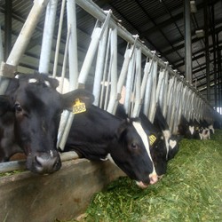 Mentan Suswono Minta Impor Sapi Indukan Bebas Pajak