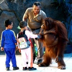 Begitu Girangnya Anak-anak Melihat Satwa di KBS