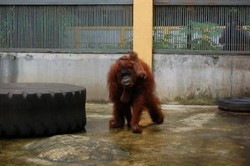 Hore! Bayi Orangutan Kalimantan Lahir di TMR Ragunan