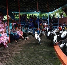 Ada Satwa Cacat, Banyak Juga Kandang Rusak di KBS