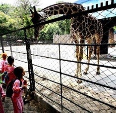 Ada 84 Satwa KBS yang Tua dan Cacat