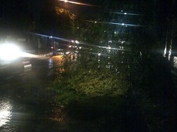 Hujan Guyur Jakarta, Sejumlah Pohon di TB Simatupang Tumbang