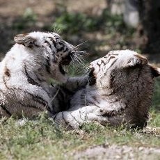 Duh! 5 Bayi Harimau Putih Mati di Kebun Binatang India
